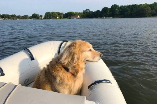Dock on a boat going sailing with pets