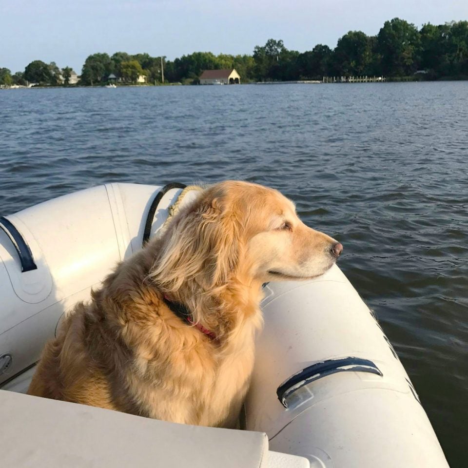 Chien sur un bateau faisant de la voile avec des animaux de compagnie
