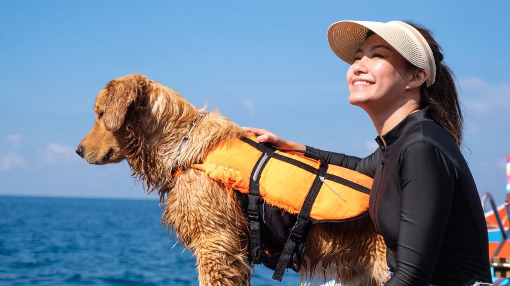 Un chien portant un gilet de sauvetage pour naviguer avec des animaux de compagnie