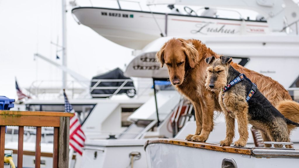 Deux chiens à l'arrière d'un bateau à voile